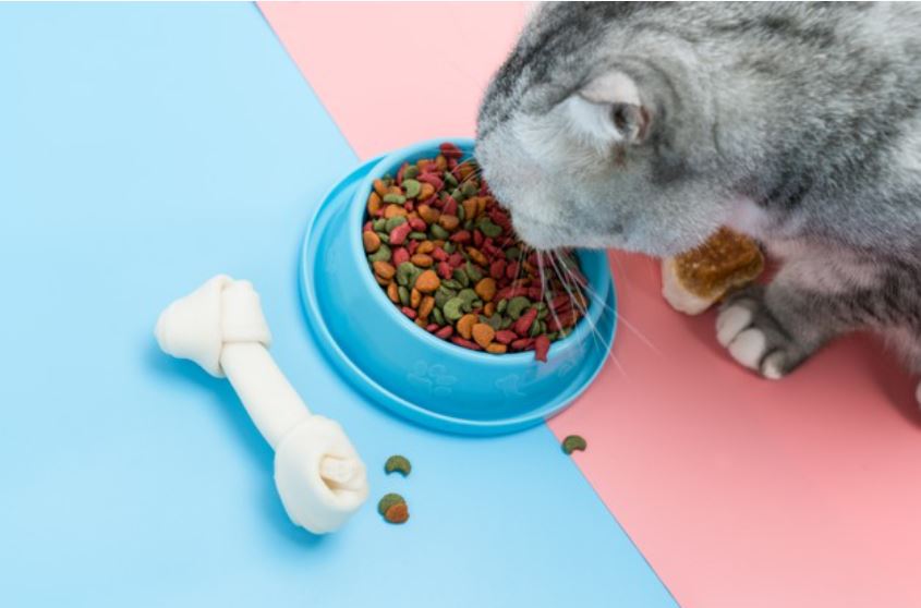 A Feline Food Affair: How to Tell if Your Cat Loves What He Eats?